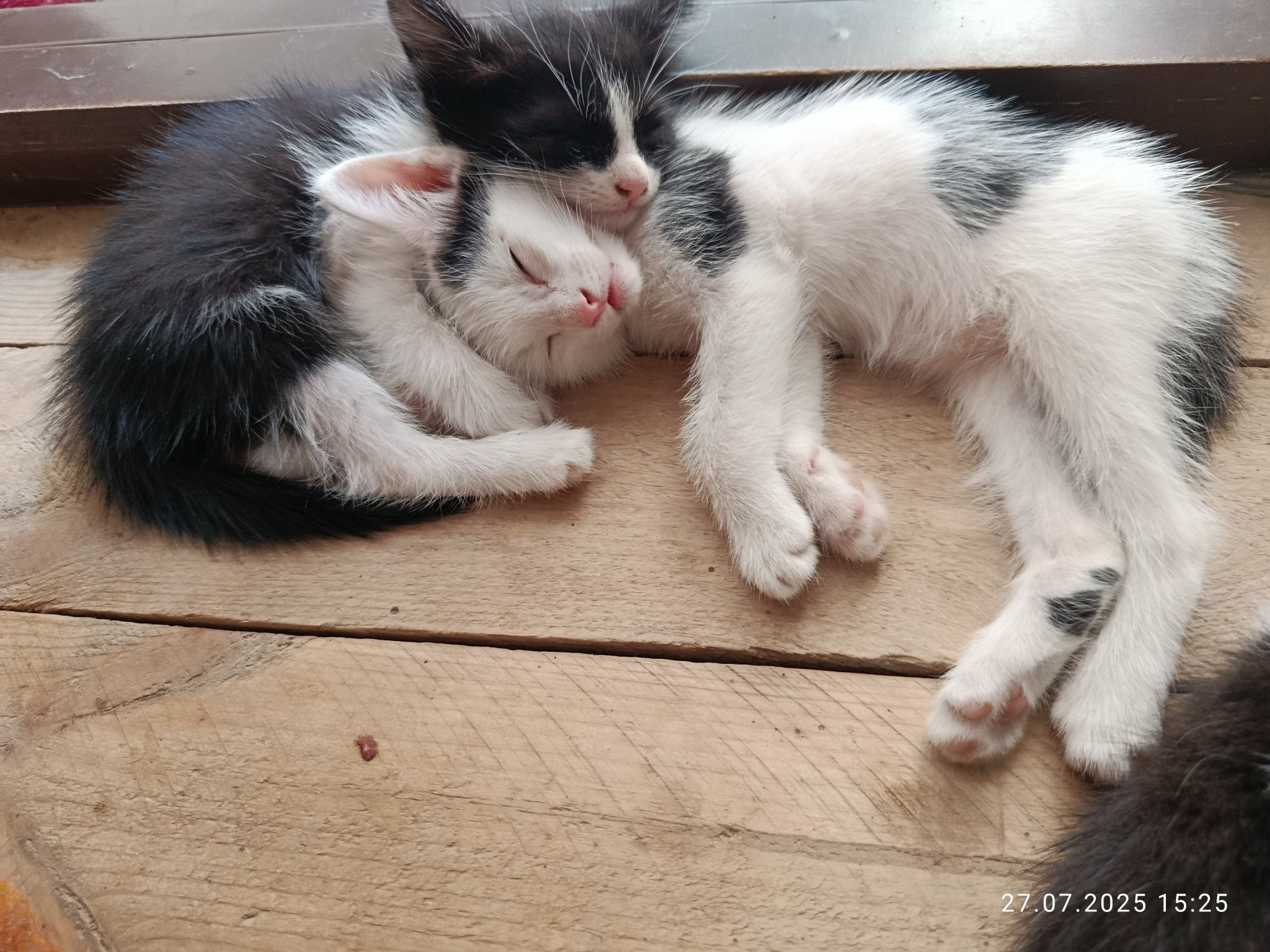 Котята два мальчика и одна девочка