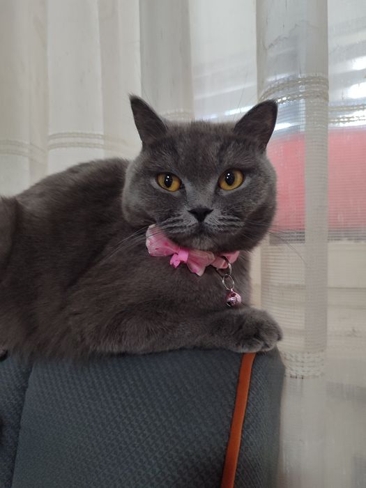 Котята скотиш страйт