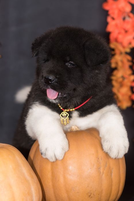 Щенки Американской Акиты