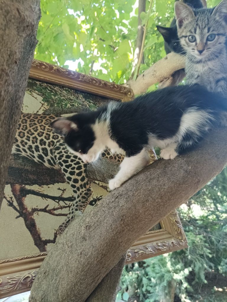 Котята отдам даром в добрые руки