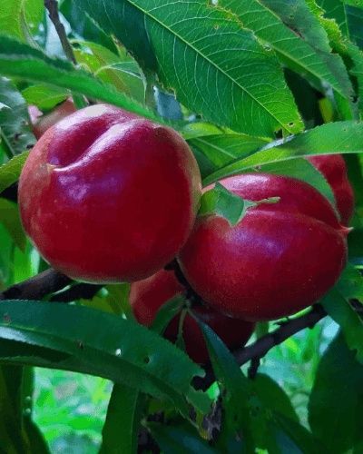 Pomi Fructiferi Glia Stramoseasca (Soiuri de Nectarin)