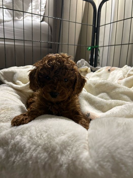 Pui Pudel Roscat toy