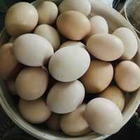 Продам яйца для инкубации