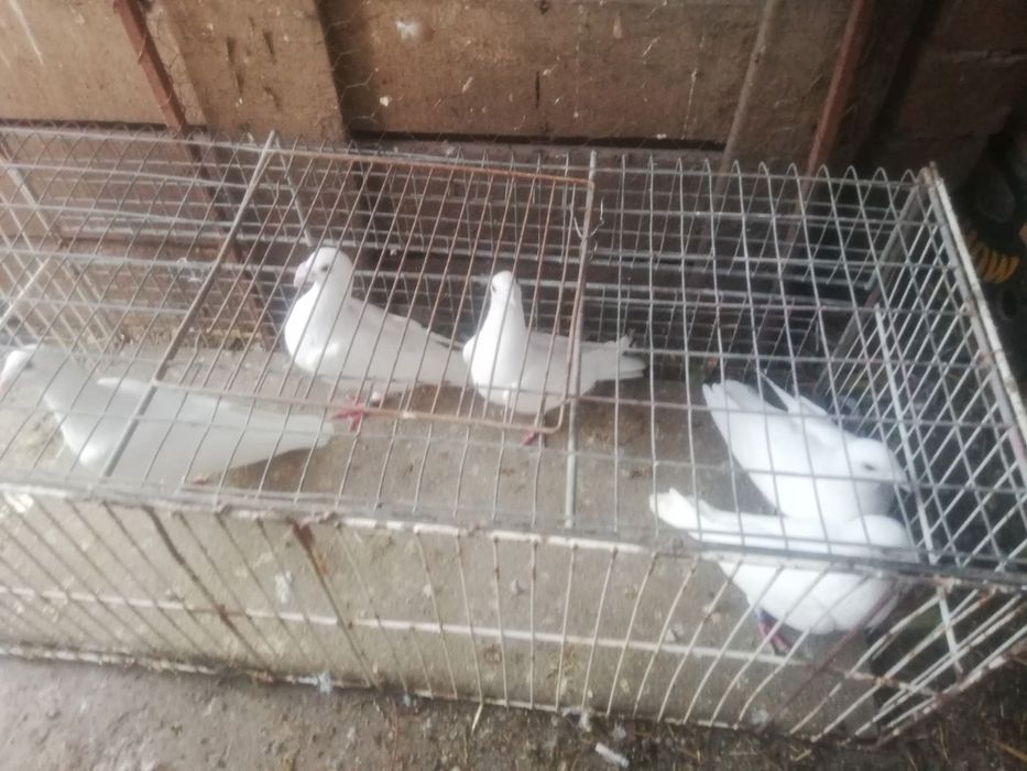 Jucători de basca de 20 bucăți de