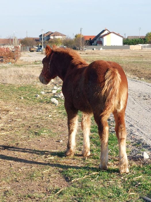 Vand manza de 5 luni.