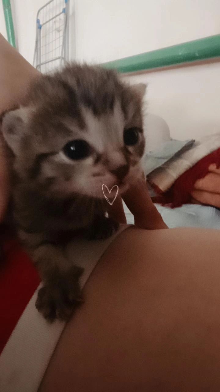 Ищем дом котятам