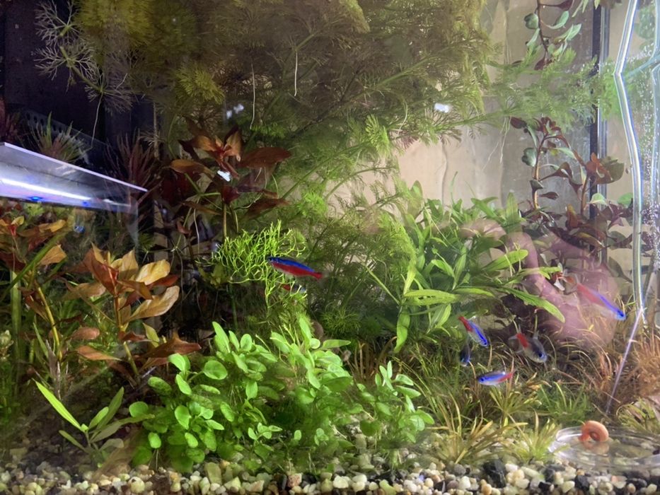 Plante acvariu pachet generos