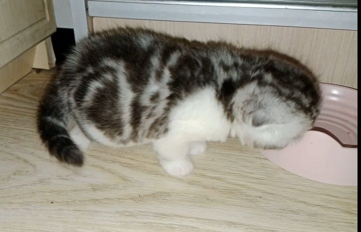 Роскошные котята