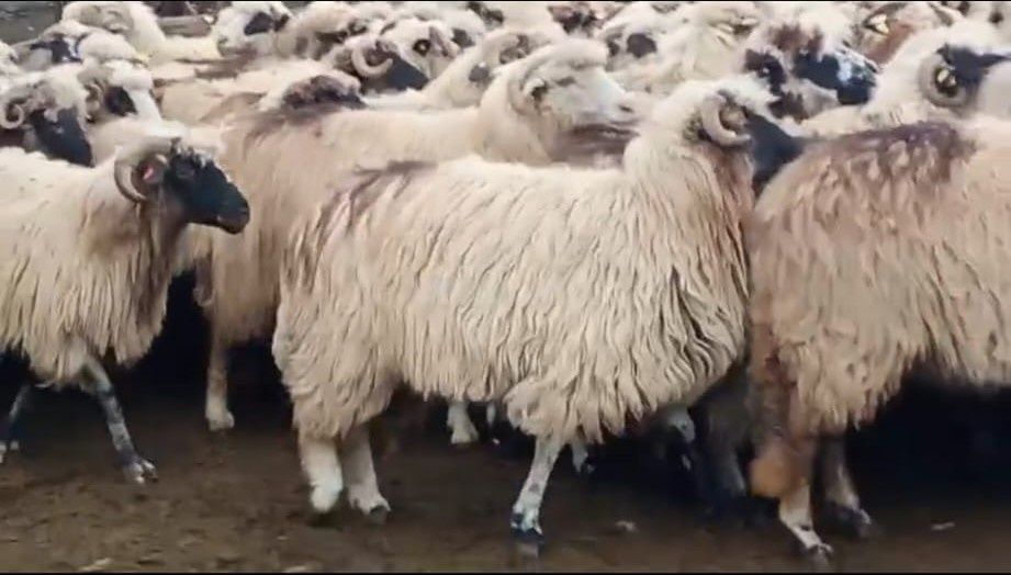 Oi țurcane de vânzare