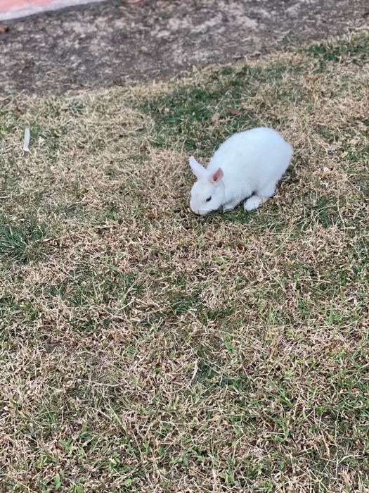 Продается декоративный кролик!