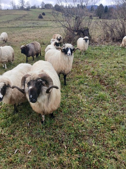 Vând doi berbeci al treilea miel vin acuma