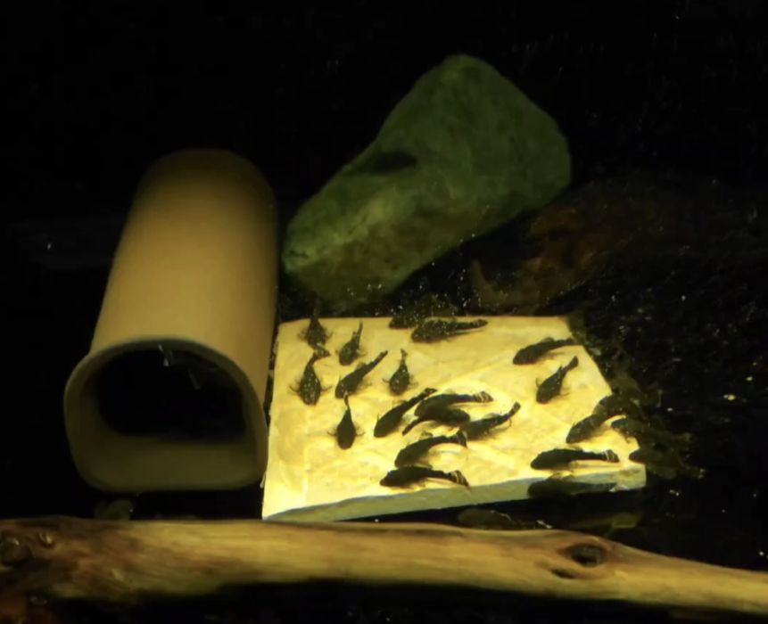 Анциструс сомики