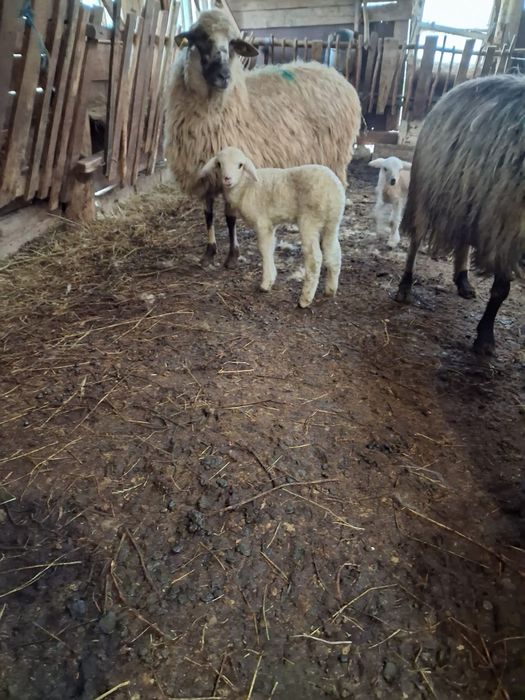 Miei albi de vanzare