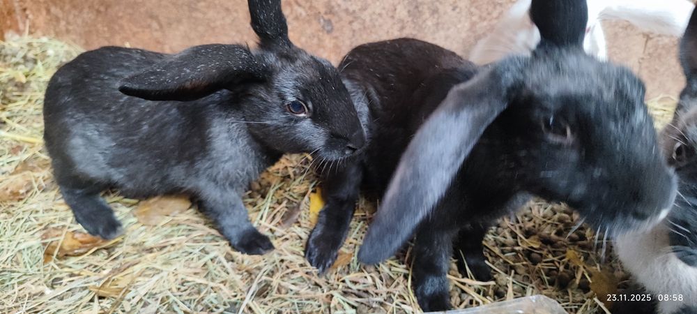 Ёш куёнчалар сотилади