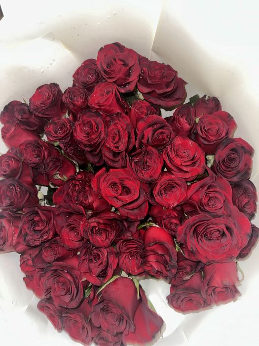 51 роза свежие, красные