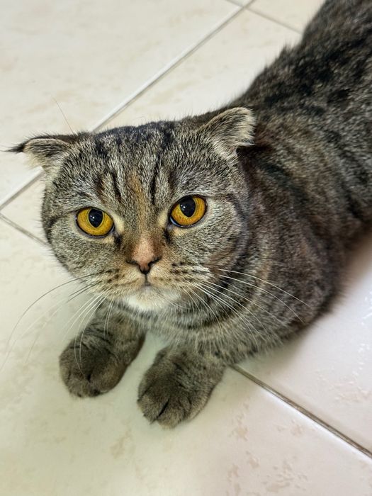 Породистая кошка