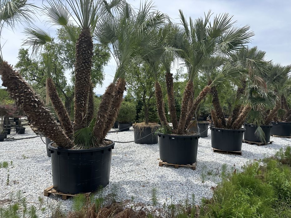 Hortensia . Photinia RedRobin Copac/Ghiveci Laur englezesc , Azalee
