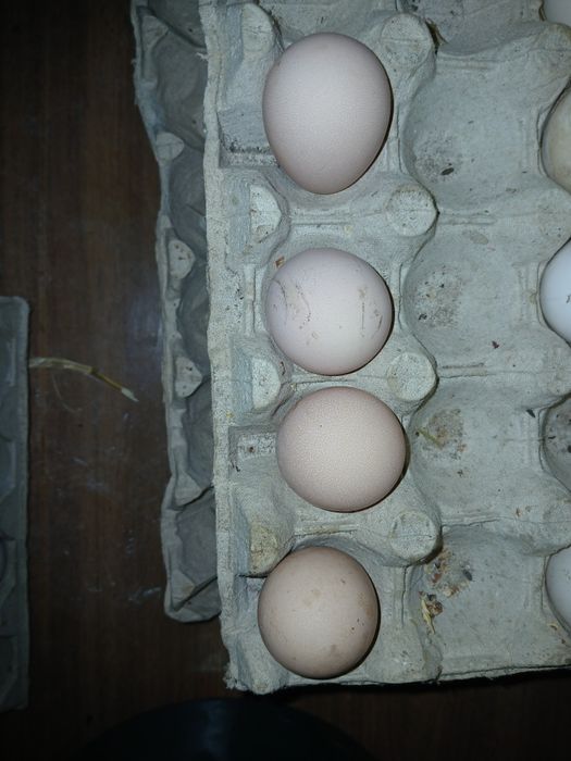 Band oua de bibilica pt incubat