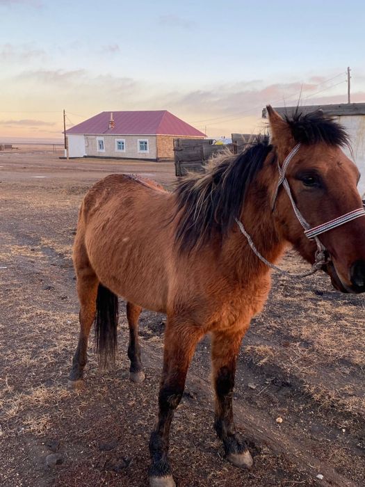 Продаётся лошадь