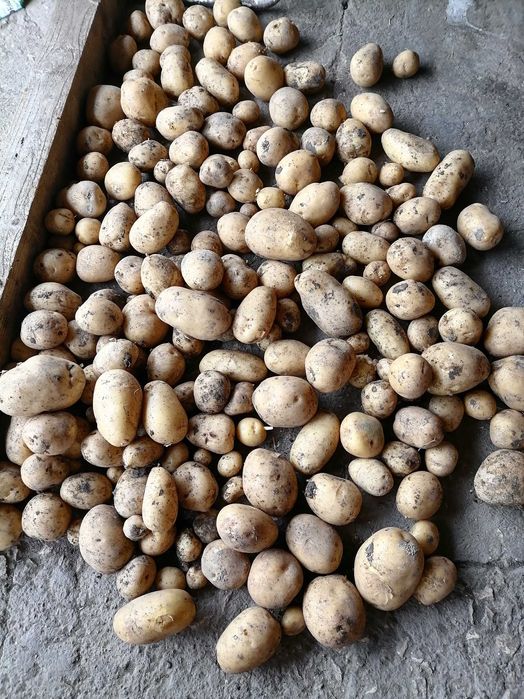 Пресни картофи реколта 2023г