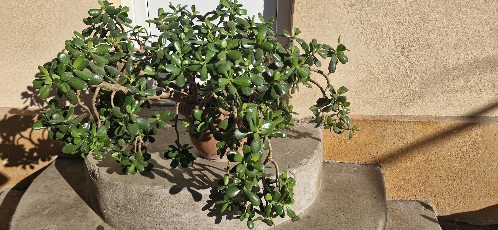 Leandri/plante ornamentale