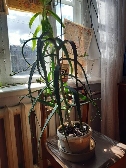 Комнатные лекарственные растения