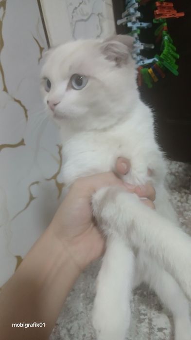 Scottish Fold 4 oylik o'g'il narxi 150$