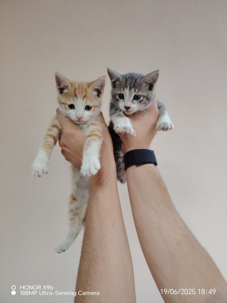 2 котёнка мальчики