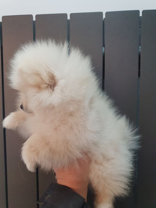 померан померан померан