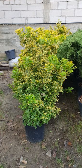 Pon pon spirală de mai multe specii