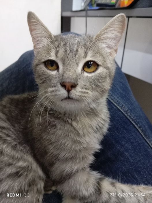 Hadyaga mehribon aqilli mushuk