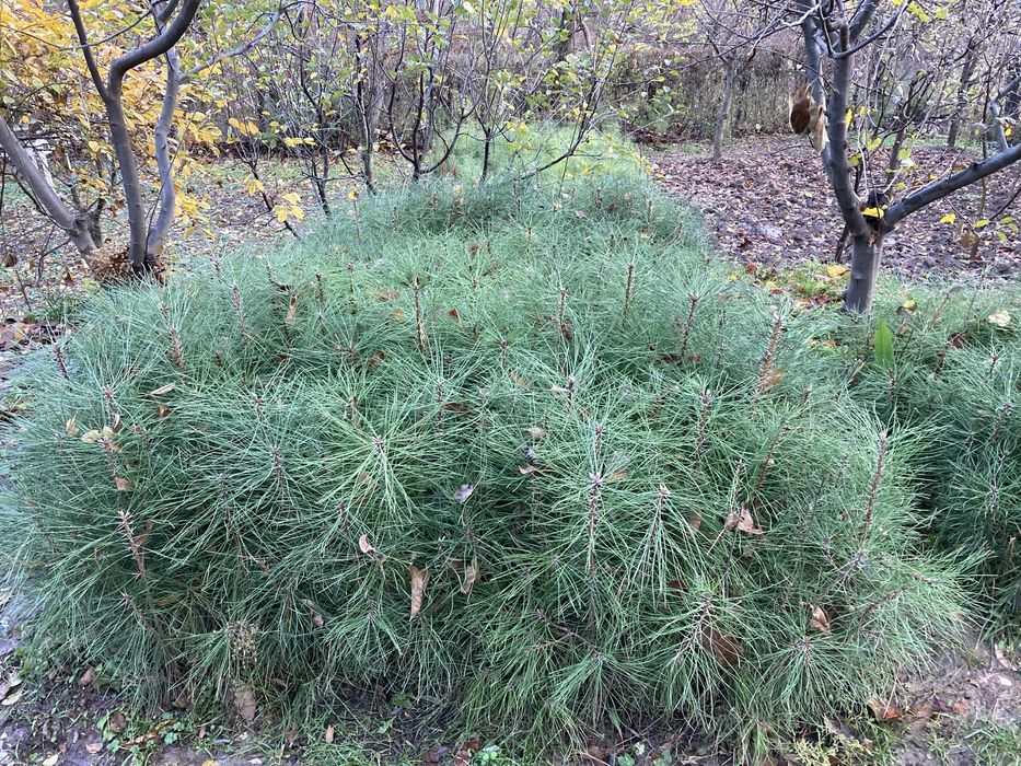 Кримская сосна 3х летний