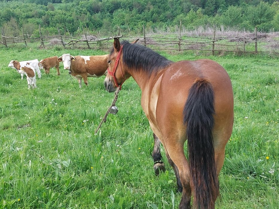 Manza  3 bucati schimb cu vaci juninci