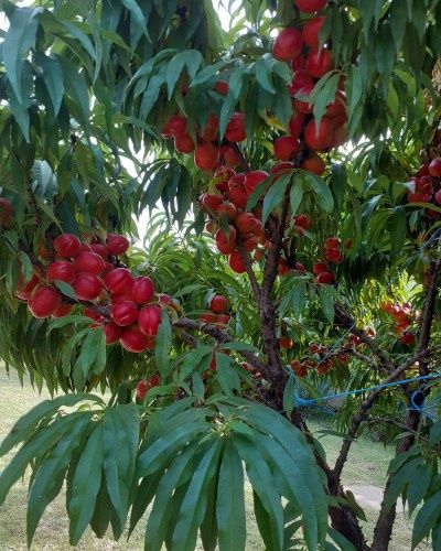 Pomi Fructiferi la Ghiveci (Nectarin )