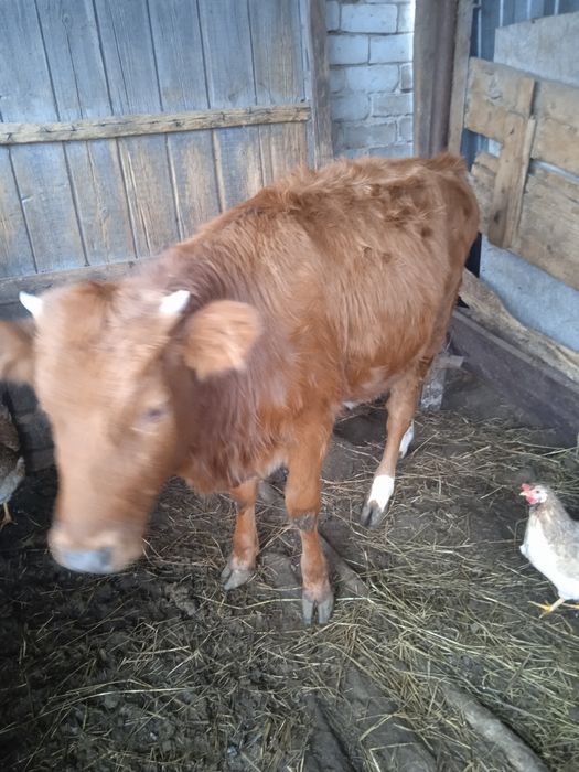 Продам телку, 9 месяцев