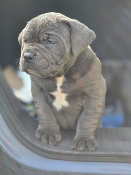 Кученца 3месеца Кане Корсо