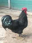 De vanzare ou Australorp pentru incubat