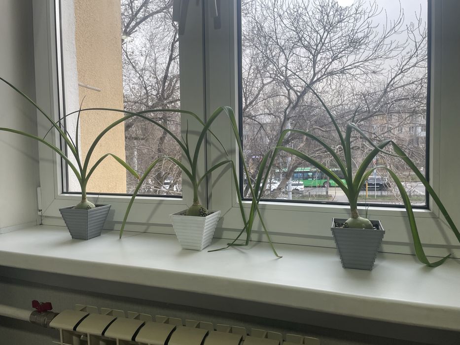 Индийский лечебный лук