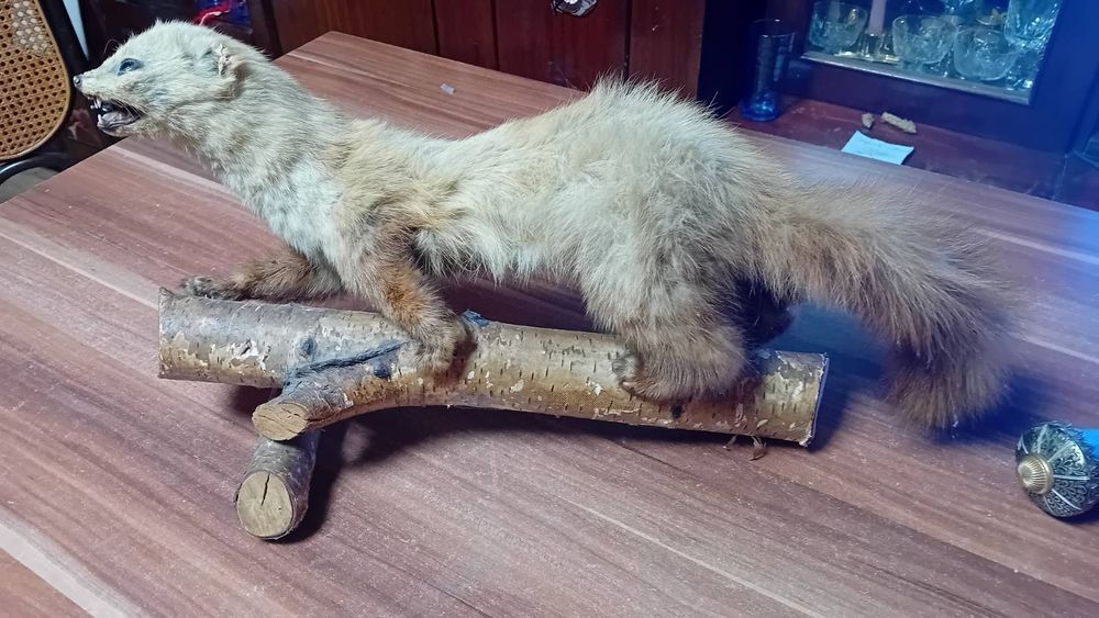 Препарирана  кошута.Катеричка   и  белка