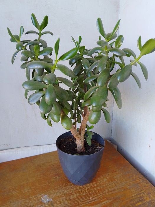 Дървото на парите, красула