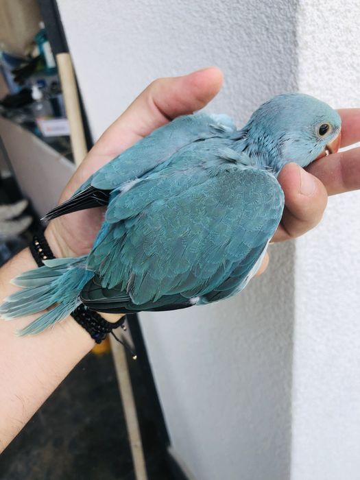 Puiuti papagali micul alexander alexandru