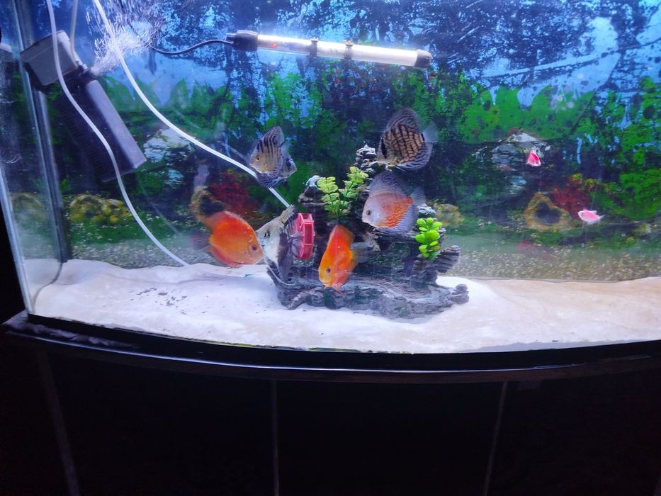Diskus akvarium bilan komplekt