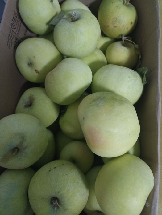 Продам яблоки зимние.