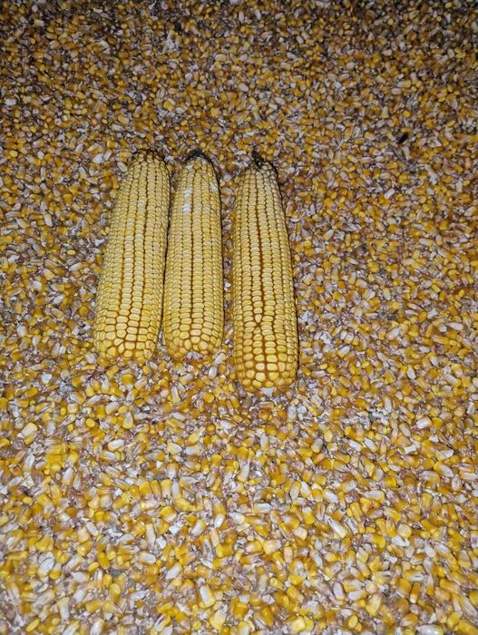 Porumb si floarea soarelui