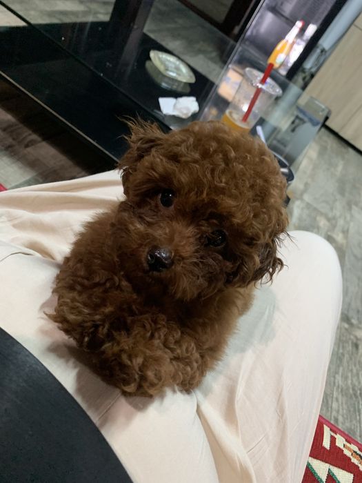 Pudel mini toy red