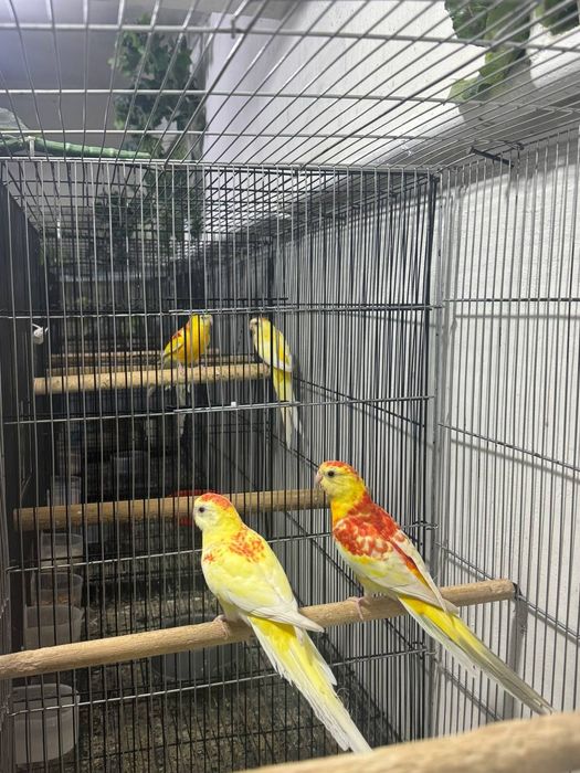 Pevchi parla sotiladi 2para bor.