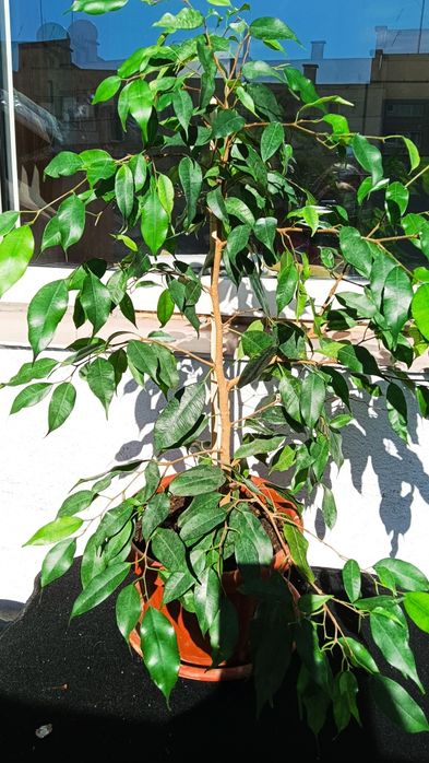 Интериорни растения