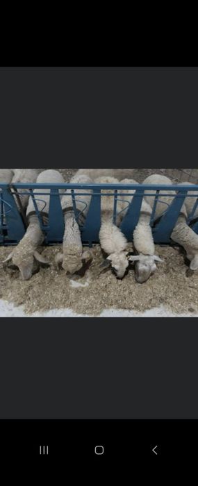 Капани за овце и кози за 20 броя животни