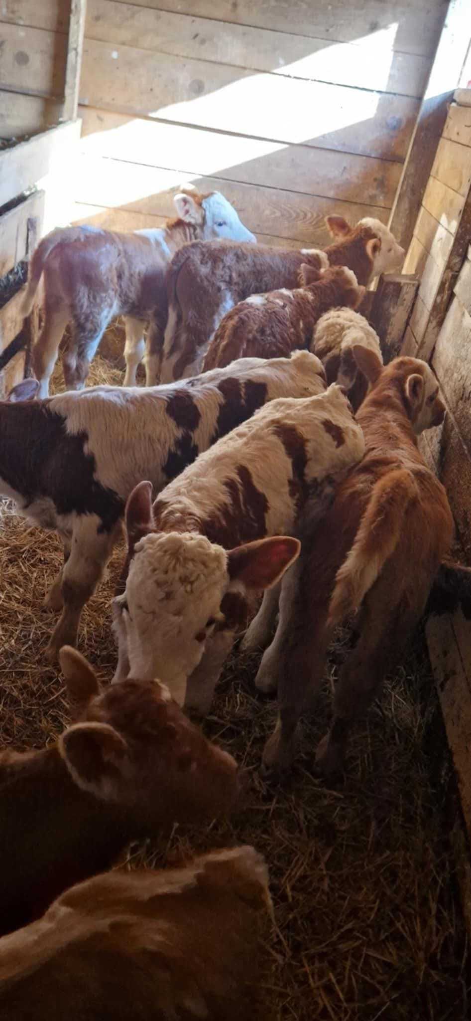 Vând viței si vițele bălțată românească, angus si belgian!