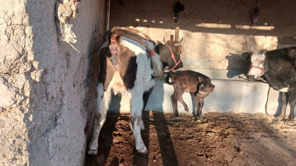 Бұзаулы сиыр сатылпды туркестан қаласы